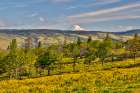 USA, Oregon, Mosier. Landscape of oaks and yellow balsamroot with backdrop of Mt. Adams, Art Print